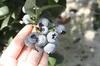 1kg完熟生果実ブルーベリー☆ぷちっとジューシー！静岡磐田産