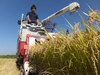山形県産特別栽培米はえぬき（白米）