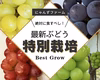 再販【特別栽培】マイハートをお届け♡山形県産ぶどう
