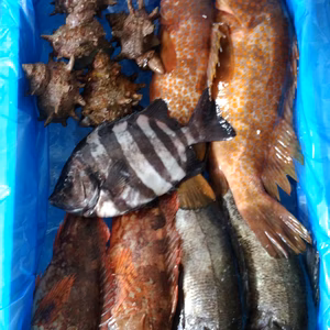 白神前浜鮮魚！お楽しみおまかせセット