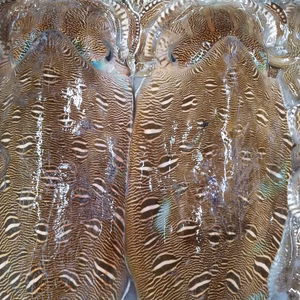 関門海峡産★紋甲イカ4kg♪イカ大好きな方♡少しお得です