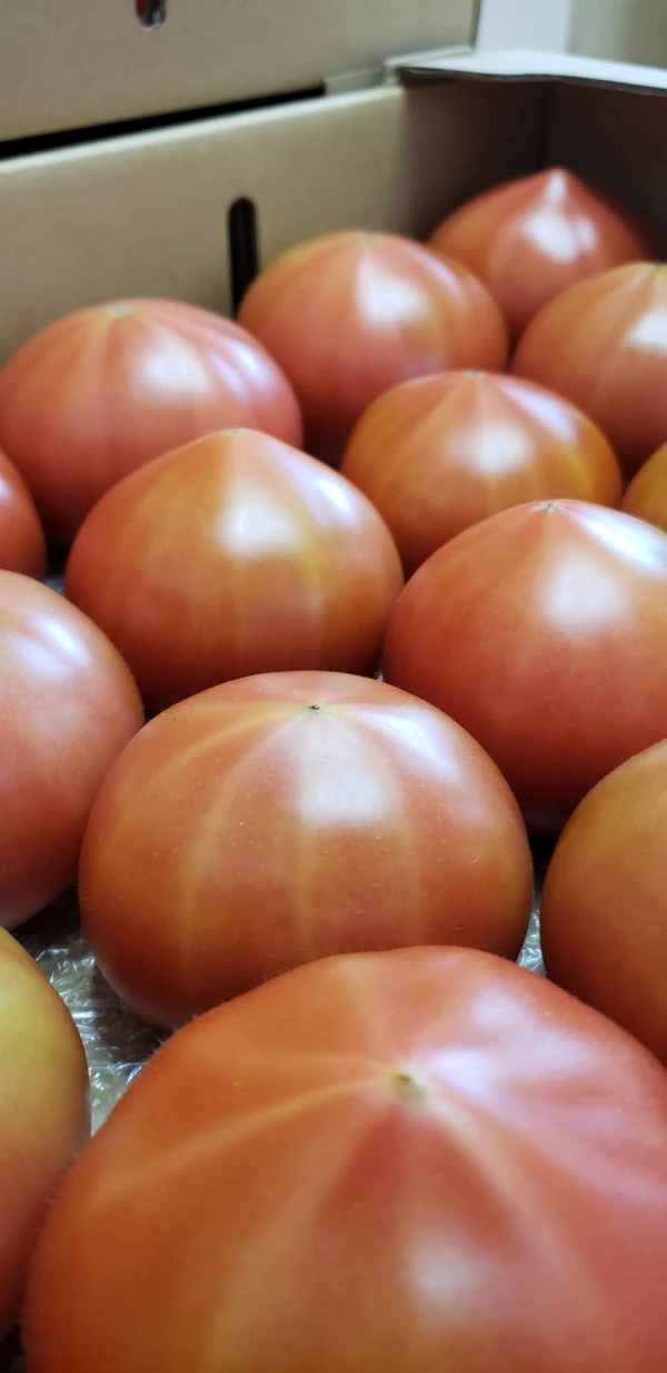 【オレンジページトマトケチャップのレッスン動画つき】ウエタトマトのトマト
