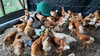 【単なる平飼いではない究極のこだわり卵】わたしたちのぷらいどたまご