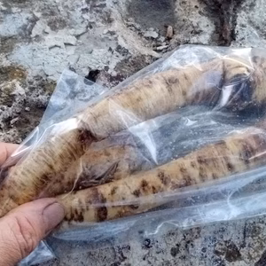 送料込み。国産は貴重。西洋ワサビ200g (約20食ほど)