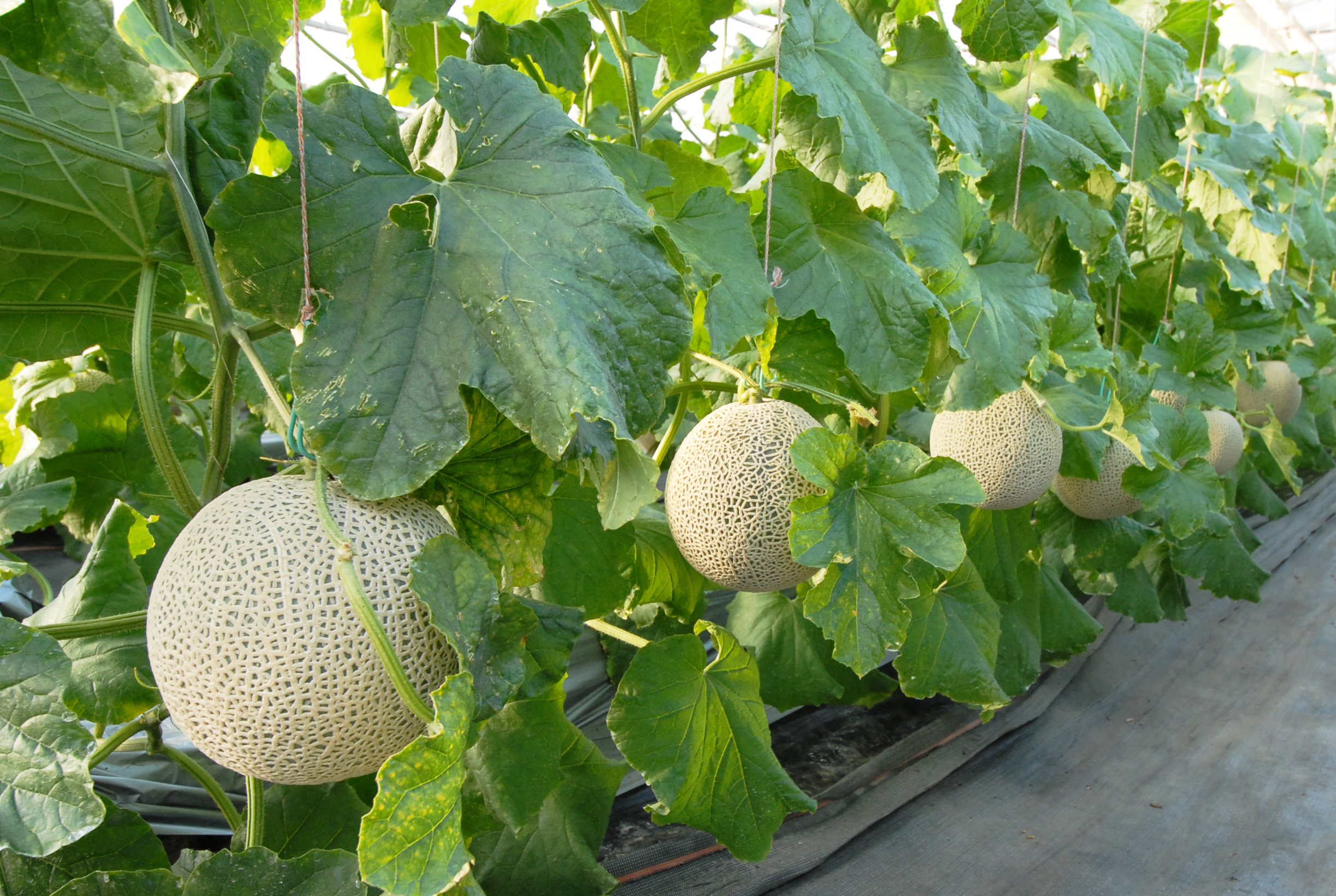 生産量日本一】茨城県産 アールスメロン1玉 ※8月中旬以降発送