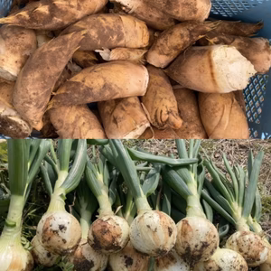 旬の新玉ねぎ&たけのこ（収穫即日発送）セット