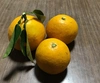 【4／30より発送 紅ニューサマーオレンジ1キロとニューサマーオレンジ1キロ