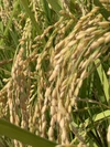 青森県産特上米‼️令和元年度【新米】‼️