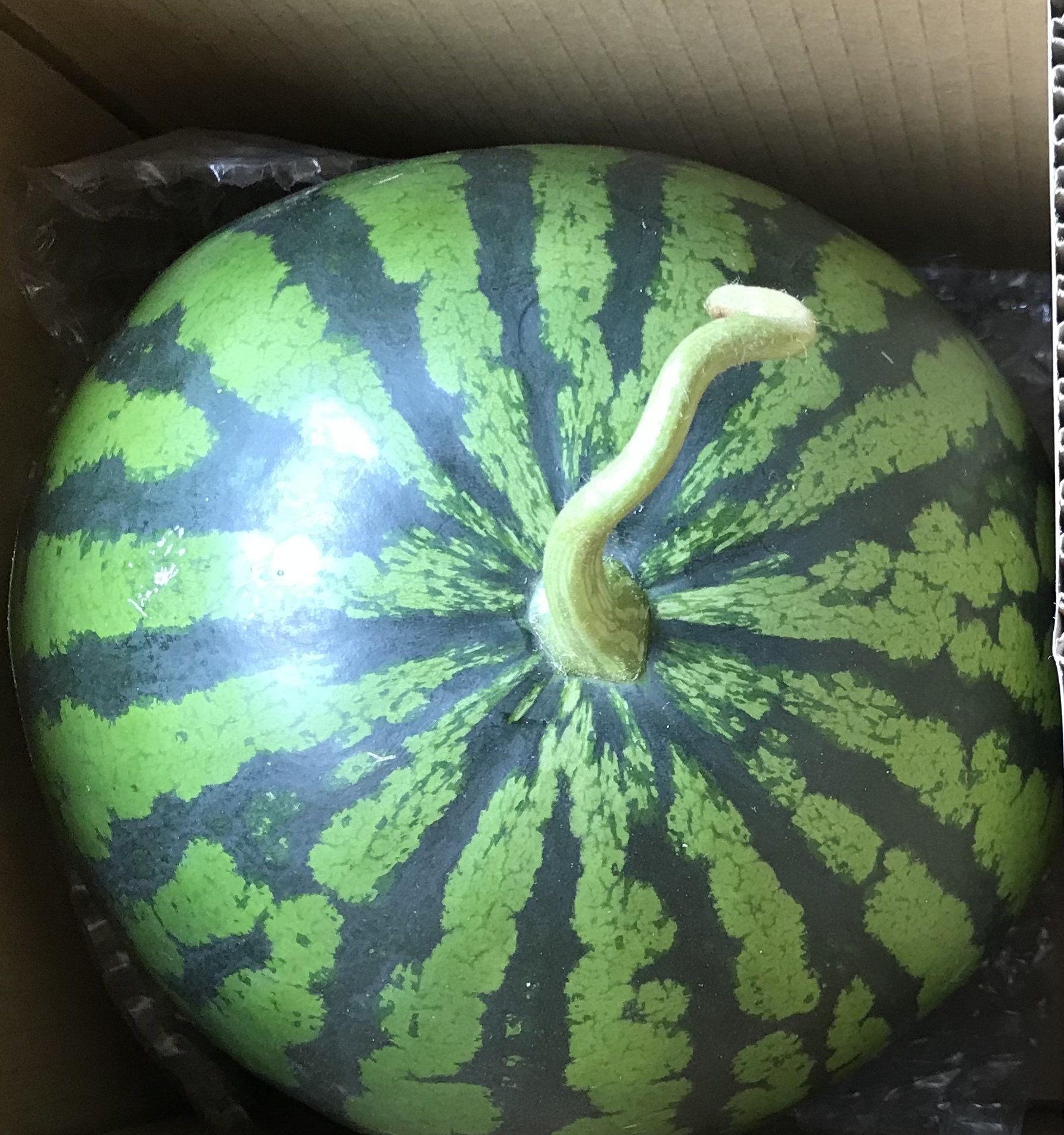 富里スイカ味きらら2Lサイズ(7kg〜8kg未満)1玉入り。｜スイカの