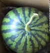 富里スイカ味きらら3Lサイズ(8kg〜9kg未満)1玉入り。