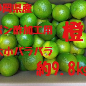 タイムセール静岡県産　加工ポン酢用　橙　大小ラバラ　約9.8㎏