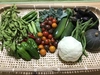 高原の有機栽培・無農薬の野菜お任せセットSサイズ