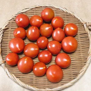 希少な自然栽培の中玉トマト【ピンク中玉】（1kg）