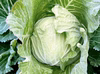 今が旬。「春キャベツ」