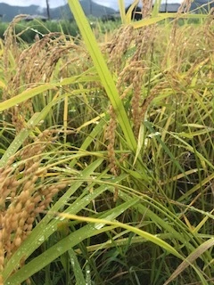 新米　節減農薬米　丹波産コシヒカリ　5ｋｇ