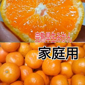 復活❢感謝セール❢【味の特選】グッ〜と完熟甘!お家用！木成り 4.5Kg(箱込)