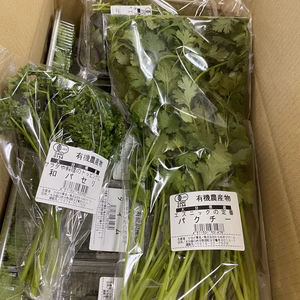 JAS認証 有機栽培　パクチー