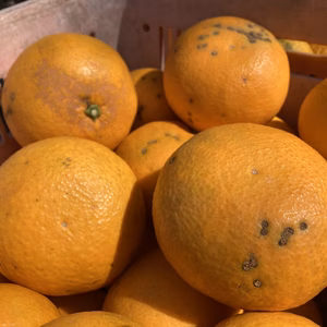 「甘夏」3.5ｋｇ‼　収穫開始！！