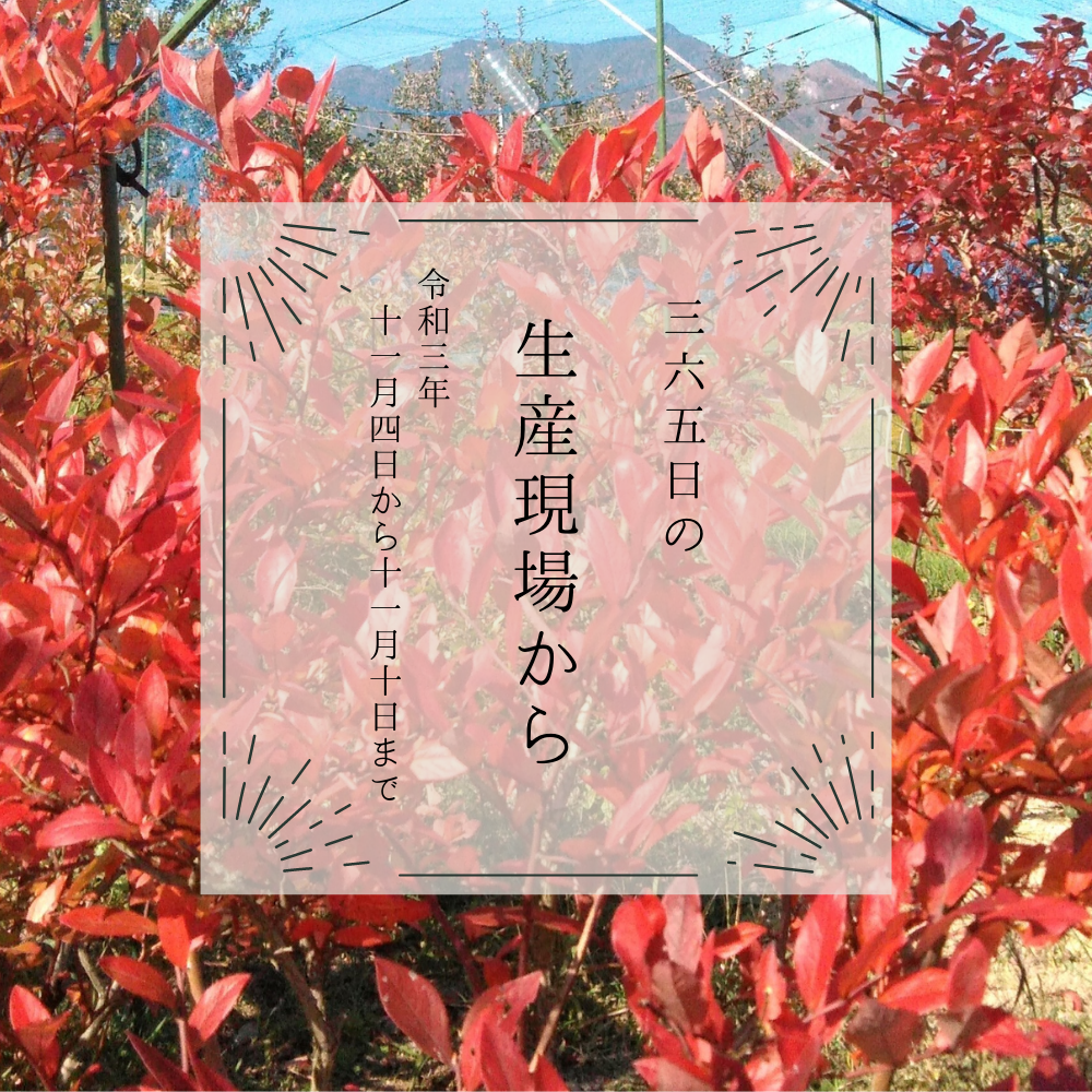 美しく紅葉した○○の木🍁さてなんの木でしょう？｜11月4〜10日の生産