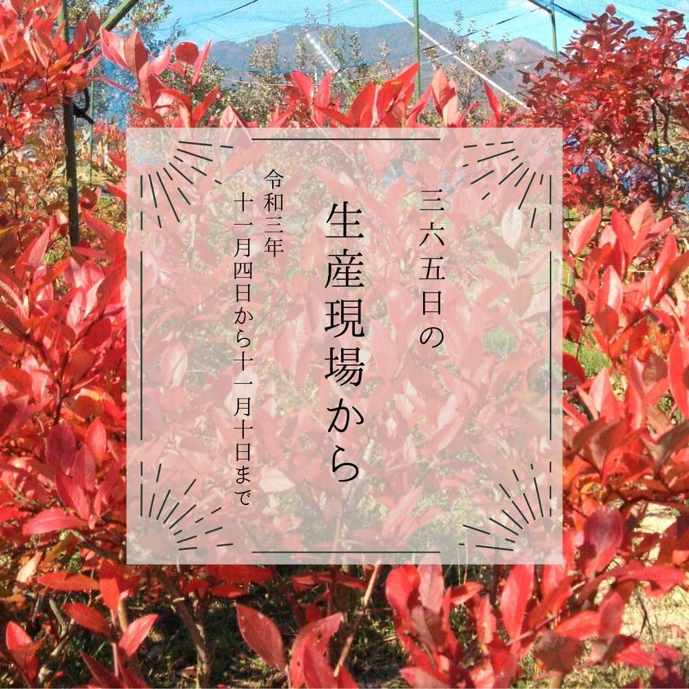 美しく紅葉した○○の木🍁さてなんの木でしょう？｜11月4〜10日の生産 ...