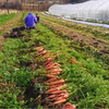 普段のお料理のアクセントに！糖度11度超えの紅にんじん(3㎏)【有機JAS認証】