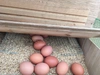 【月１回】生食に最適！ 放し飼いの鶏が産んだ卵２０個入り