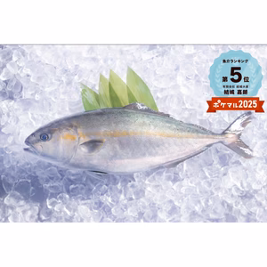 金寿カンパチとマダイ　丸のまま　血抜き神経締め処理