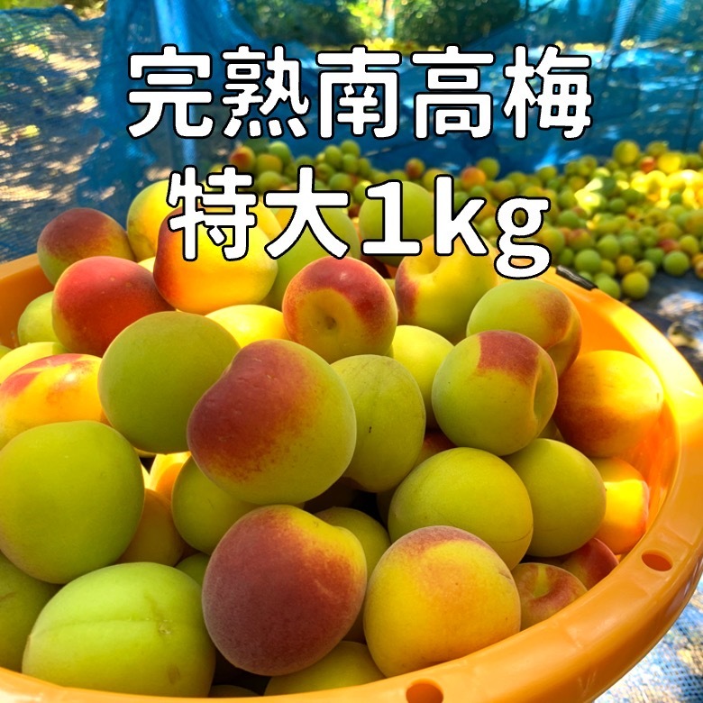 樹上完熟南高梅】6/1～6/15発送分 特大（2L～3L）1㎏～ ｜うめの商品 ...