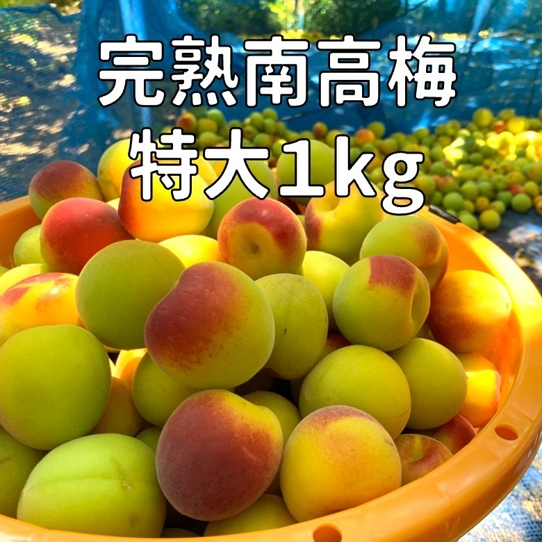 樹上完熟南高梅】 特大 紀州南高梅 1㎏~ ※収穫できる数が非常に少ないです|果物の商品詳細|ポケットマルシェ|産直(産地直送)通販 旬の果物・野菜・魚介をお取り寄せ 梅‼️3kg‼️本日収穫6 8収穫‼️①