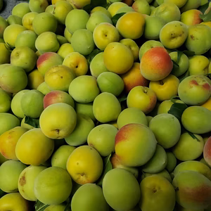 和歌山県産⭐上質な芳香『翠香　すいこう』3Ｌ１キロ　