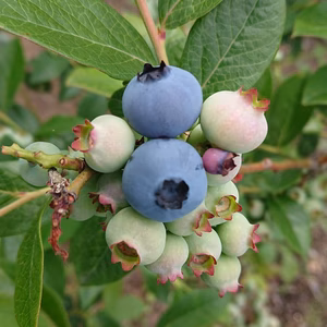 残り10kg！冷凍ブルーベリー！