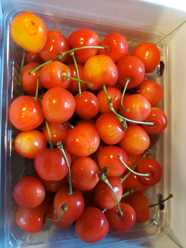 【訳あり】数量限定‼︎コスパ抜群‼︎500g‼︎お買い得‼︎東根産佐藤錦