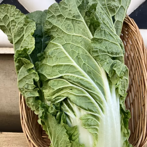 サラダで！春の白菜 2個