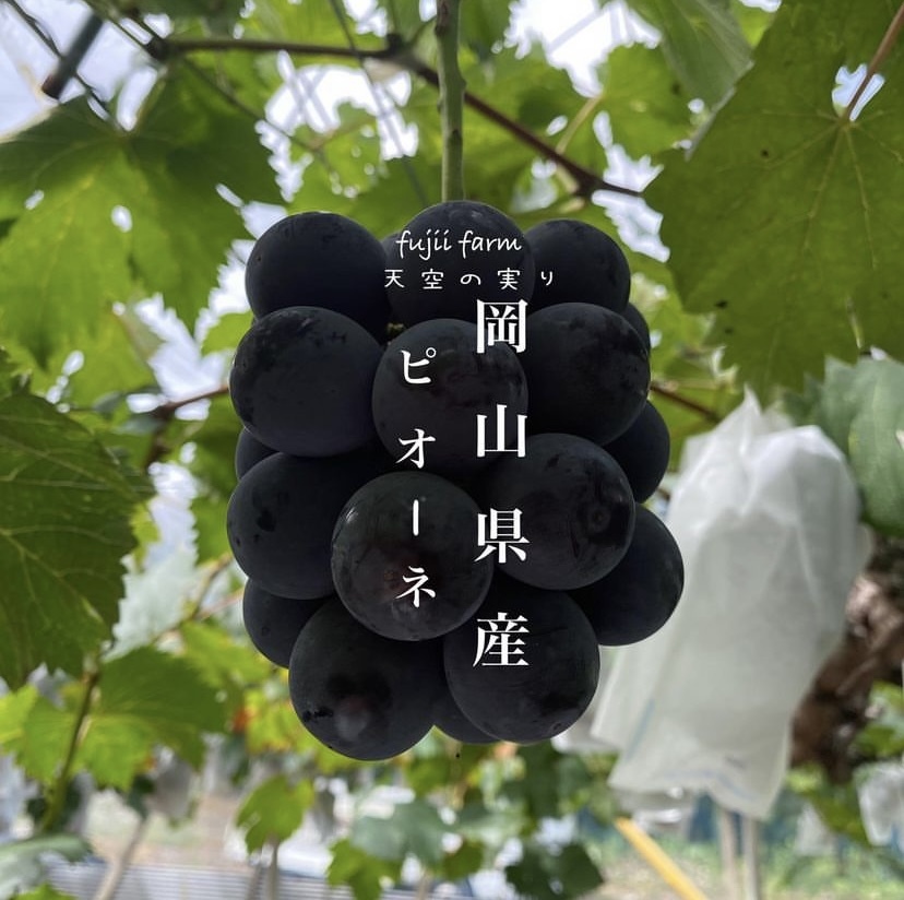 岡山県産 ニューピオーネ 2k箱（4〜5房）【常温】｜ぶどうの商品
