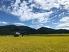 特別栽培米'隠れたお米の名産地’' 新潟県五泉産コシヒカリ「南郷米」精米5kg