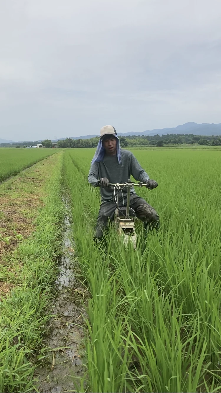 ひびき農園 無農薬無肥料の世界最先端木村式自然栽培で作ったコシヒカリ２０㌔ 玄米に最適です - 米、穀類、シリアル