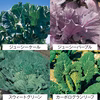 ２度と手に入らないかも！ケール 5種類 おまかせ食べ比べセット【静岡県磐田市産】
