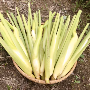 【無農薬・無肥料】ほのかな甘み、マコモダケ（マコモタケ、真菰筍）