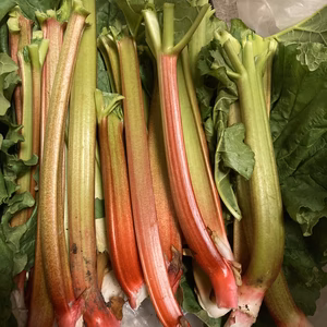 信州産 フレッシュ ルバーブ ミックスカラー/簡単 絶品クランブルを作ろう♪