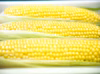 甘さ勝負！とうもろこし「おおもの」 家庭用