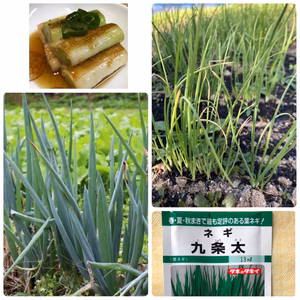 京都産無農薬の苗　九条(太)200本　育てて下さい