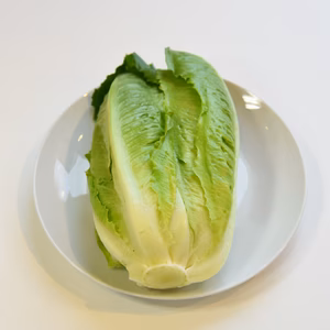和らぎ農法　ロメインレタス
