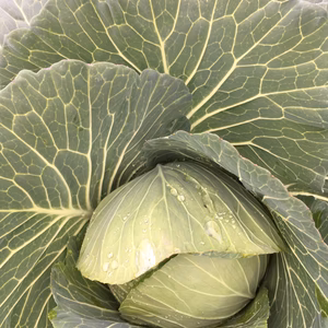 奇跡の⁉️自然の中で育ったキャベツ