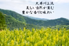 川根和紅茶 ティーバッグ ４g×12個入 