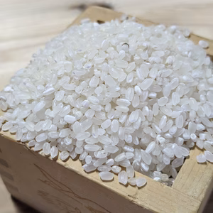難あり　つやつや、かため！白米9kg　喜多村家のお米　2023年産イセヒカリ