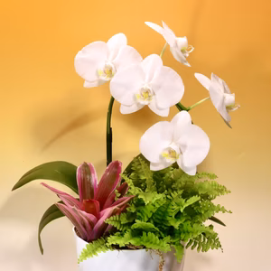 胡蝶蘭　寄せ植え