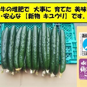 【新物キュウリ　値下】【朝採り きゆうり】 詰め合わせセット　