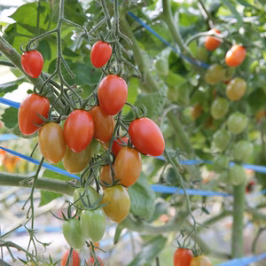 《農園からの直行便》ミニトマトアイコ　