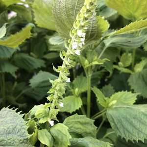 【栄養満点】青紫蘇の穂【期間限定】農薬を使わず自然栽培で育った美味しい野菜！しそ