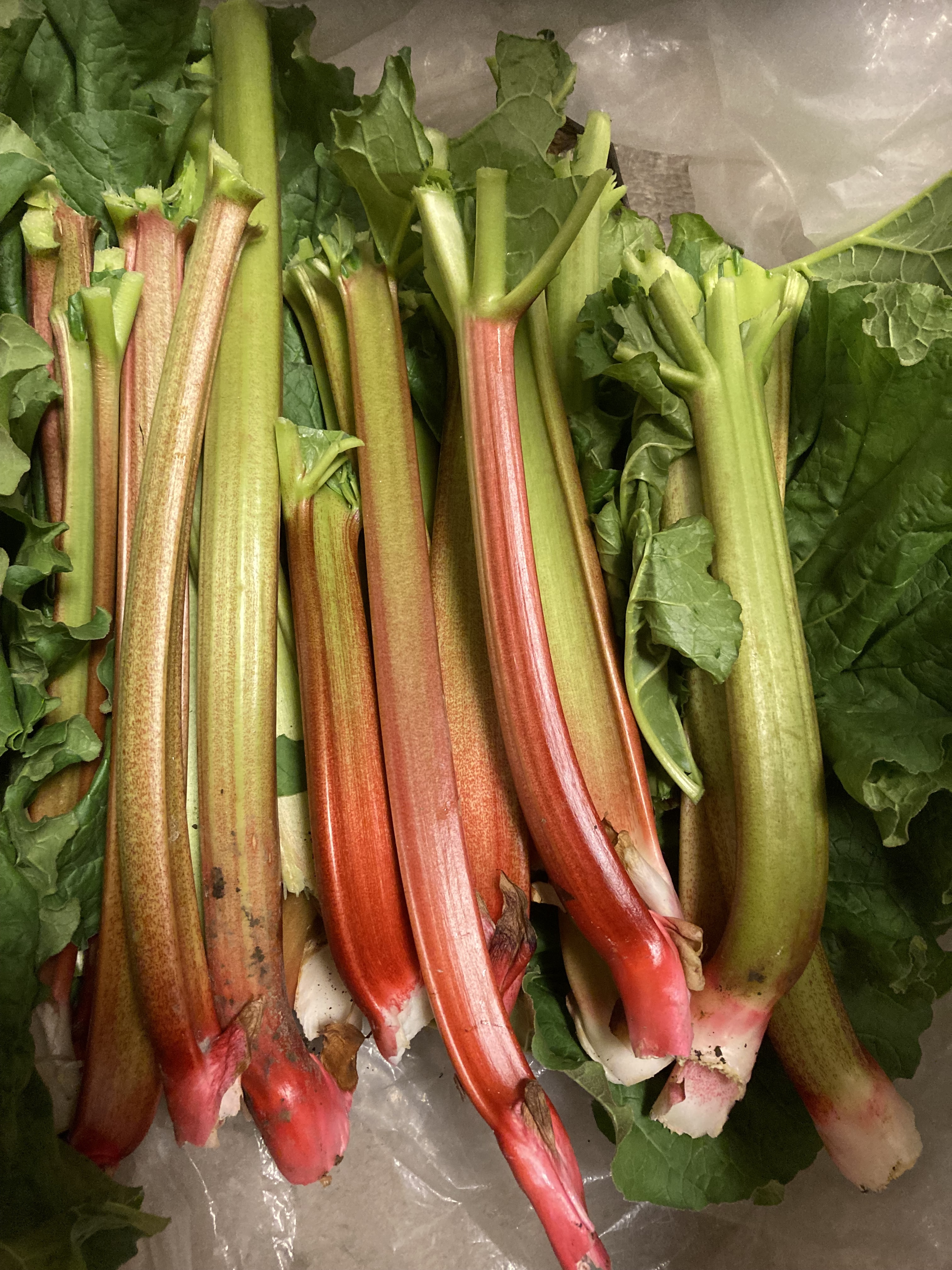 無農薬ルバーブ 1kg 2025年収穫 rhubarb_1.jpg